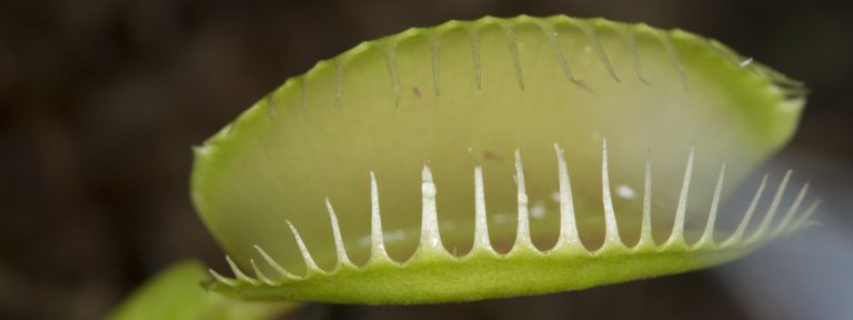 closeup of pale green open leaves of a carnivorous plant, edged by spines