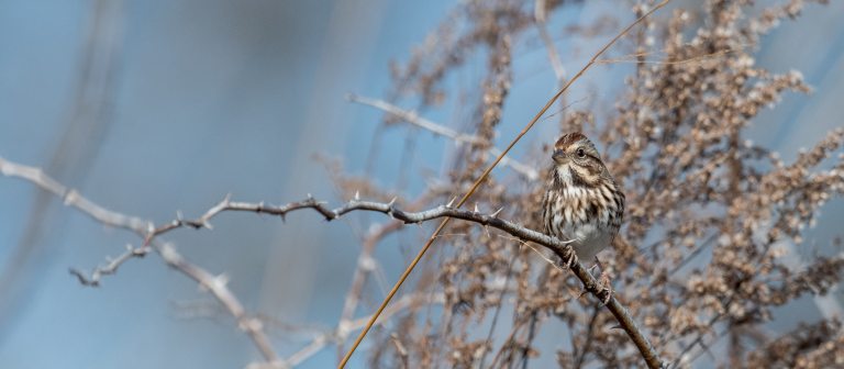 a brown and white sparrow sits on a bare thorny branch against a backdrop of late autumn seedheads and blue sky