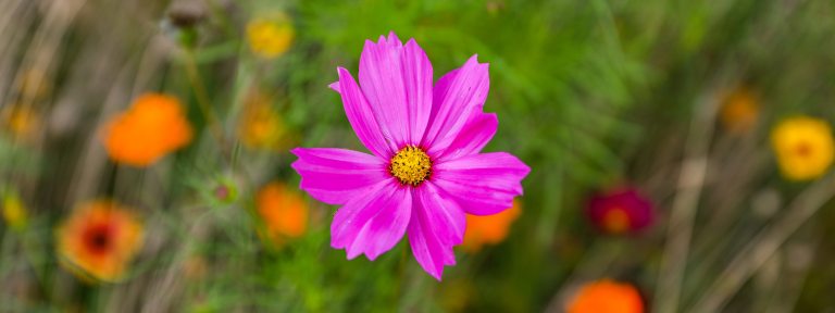 a close up of a pink flower with orange flowers in the background