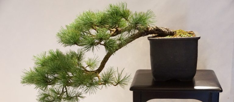 a sweeping branch of a bonsai evergreen tree cascades to the left of a square brown container on a dark wooden bench