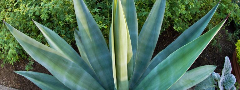 closeup of agave plant with large fleshy blue-green leaves that come to a sharp point, arranged in a fan-like pattern