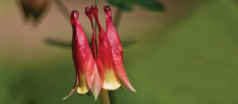 close up of bell-shaped red flowers with yellow edges