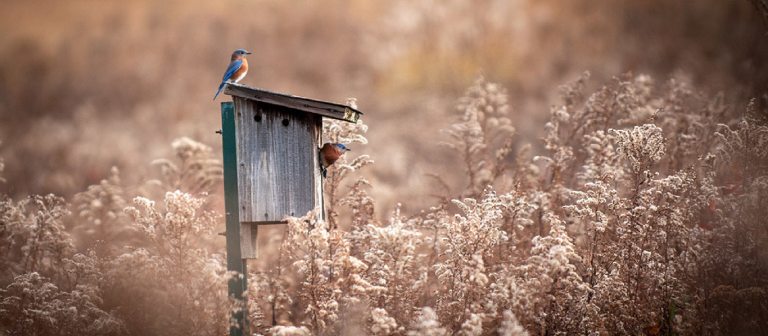a bluebird sitting on a birdbox in a brown meadow
