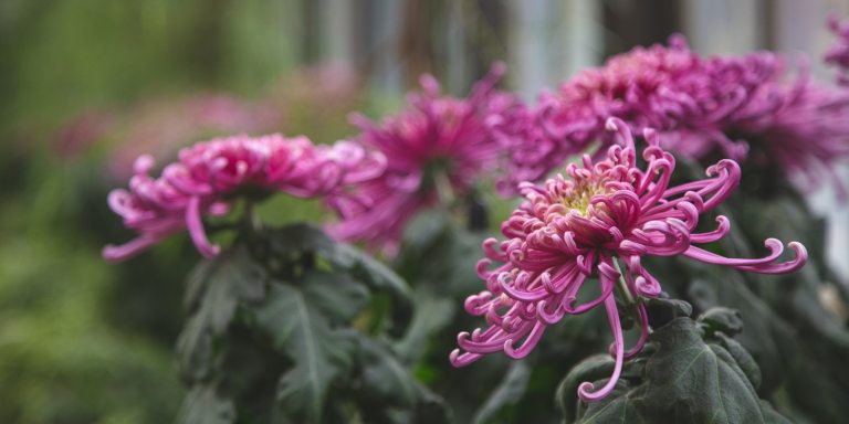 closeup of fuchsia mums with yellow centers and dark green foliage