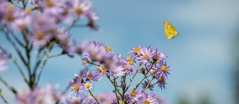 a yellow butterfly and pale lavender-colored blooms with yellow centers against a blue sky