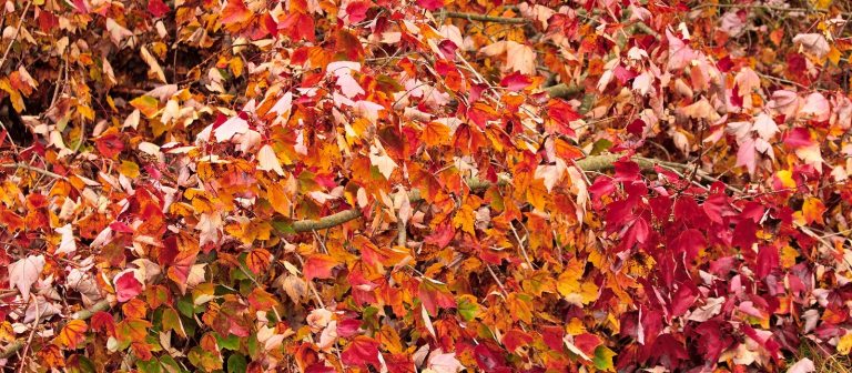 fall leaves in reds and yellows