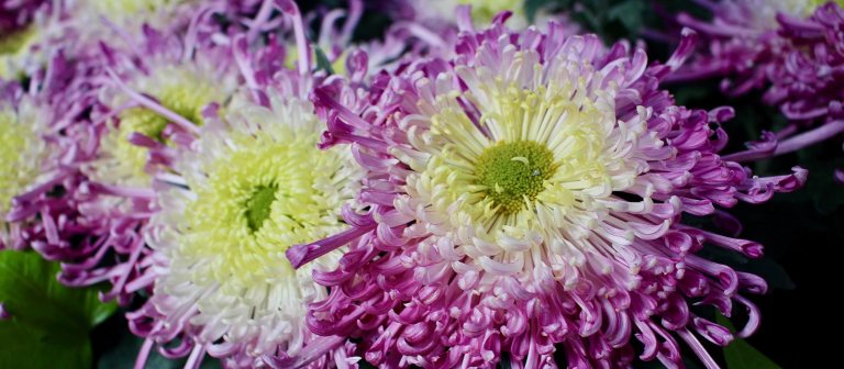 purple and yellow anenome mums close up