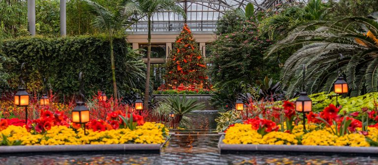 Christmas in a Conservatory with yellow and red plants behind fountains and a lit red christmas tree in the background