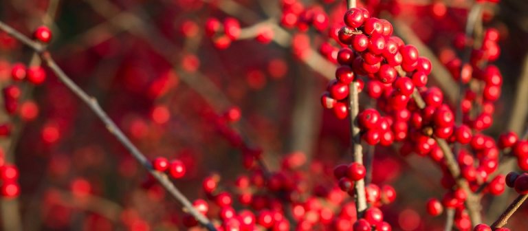 red berries on brown branches