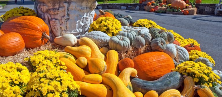 pumpkins, gourds, and yellow mums in an outdoor autumn display