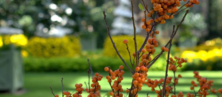 orage berries on a branch with yellow mums out of focus in the background