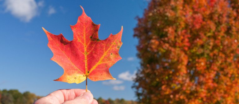 closeup of a thumb and forefinger holding a bright red leaf against a blue sky, with a tree with matching autumn foliage in the right background
