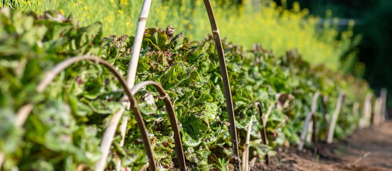 closeup of leafy greens growing in a garden bed, edged by bamboo hoops in front and taller plants with small yellow blossoms in background