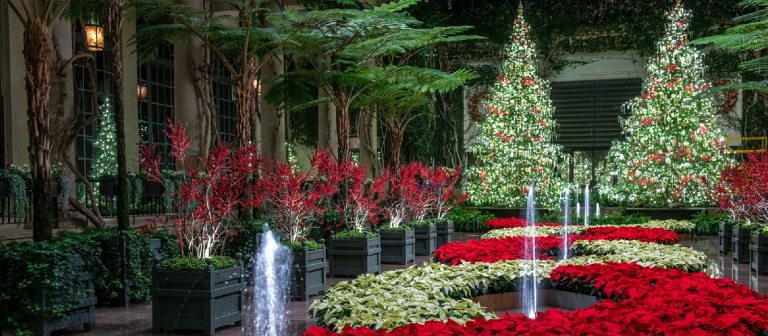 two lit christmas trees in white lights with fountains in front among pointsettia plants