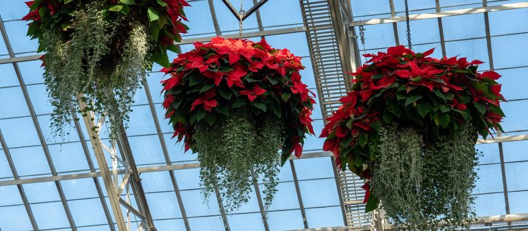 hanging floral baskets with poinsettia and green ivy at the bottom