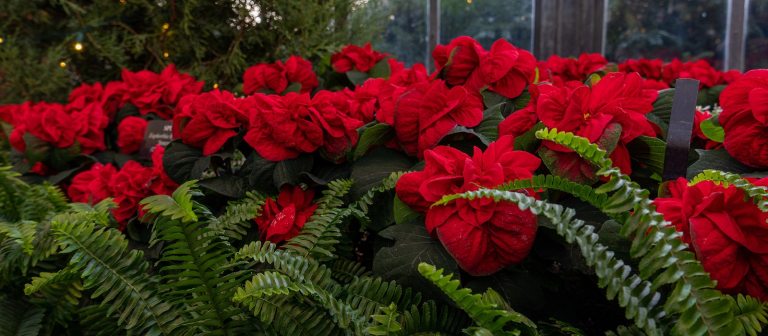 dozens of red poinsettias with green ferns