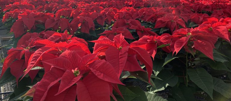 rows of red poinsettias in pots