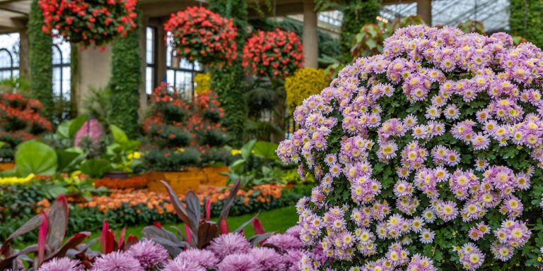 3 baskets of red blooms at upper left overhang a green lawn edged by beds of orange and purple mums, along with spiral topiary forms and yellow mums on columns, with a large formation of pink-purple mums in the right foreground