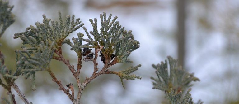 image of a evergreen tree branch in winter