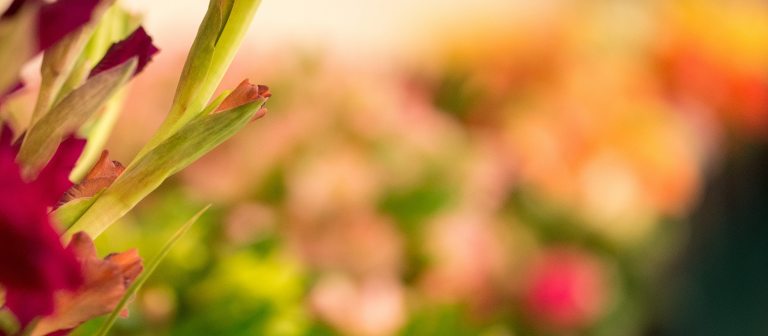 blurry background image of bouquets of flowers