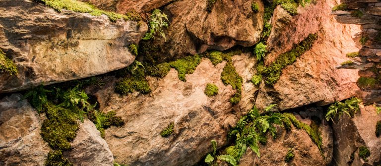 Moss and ferns inside the Grotto in the Main Fountain Garden