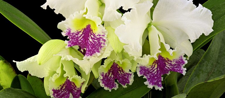 cattleya orchids with white petals and a purple lip