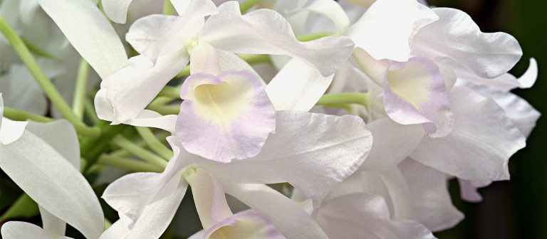 white cattleya orchids against a black backdrop 