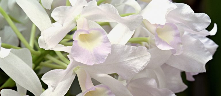 white cattleya orchids against a black backdrop