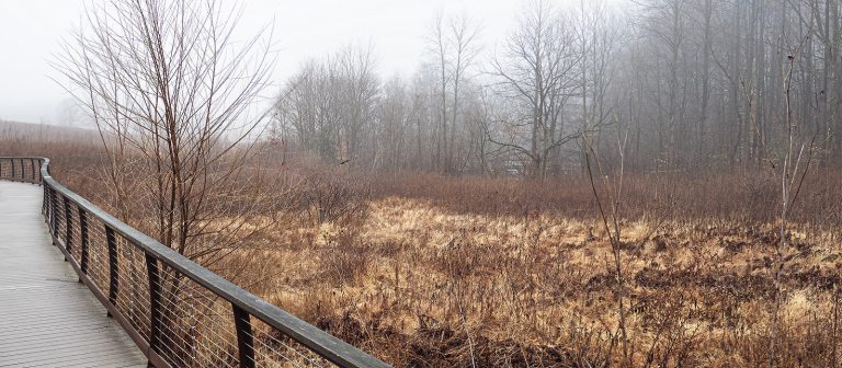 a winter landscape with a brown meadow on the right and a gray boardwalk on the left