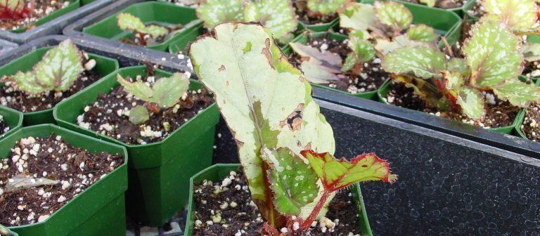 image of begonia seedlings in green plastic containers