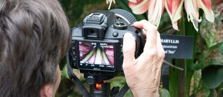 person with a camera shooting a flower close-up