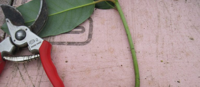 a set of red pruning shear sittting on top of a green leaf