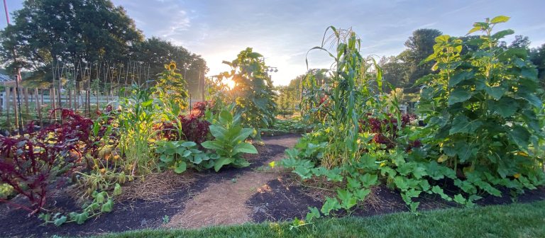 vegetable garden showing different heights and varieties of crops