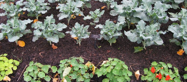 image of vegetables plants in a garden