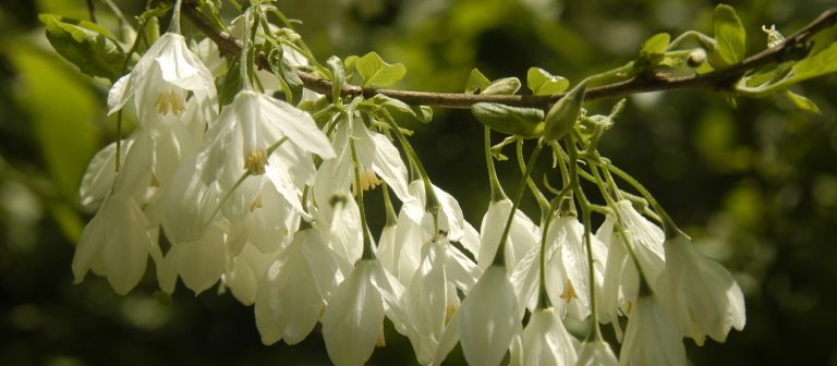 close up of a branch of a flowering tree with small white blooms