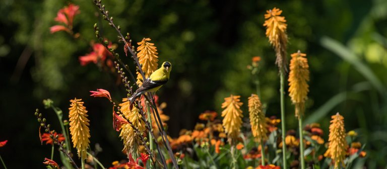 a yellow finch perched on a flower