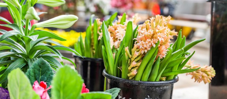 cut pale peach hyacinths in a flower bucket