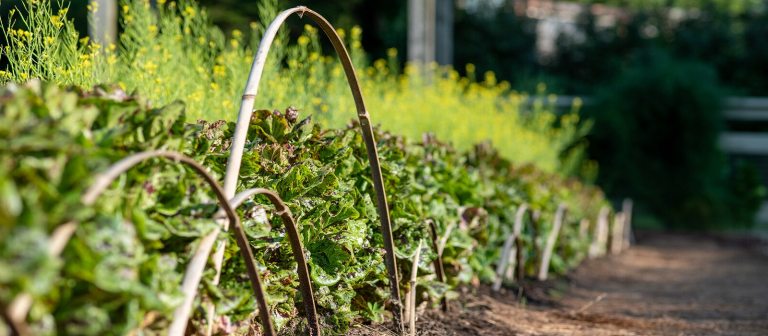 close up of a vegetable garden behind small bamboo arches