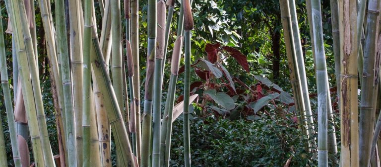 bamboo stalks in a garden