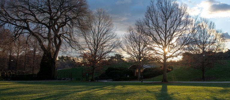 silhouettes of winter trees without leaves against a cloudy sky, casting long shadows on a green lawn