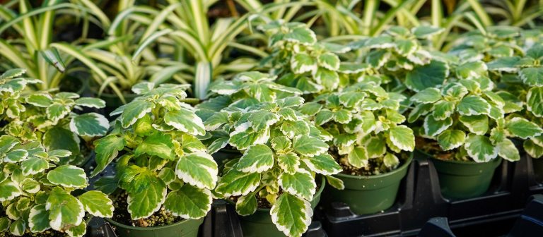 many small plants in pots lined up in a row