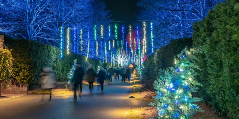 people dressed for winter walk a path overhung with colorful strings of lights, with lit trees on either side and a larger-than-life golden lantern in the distance