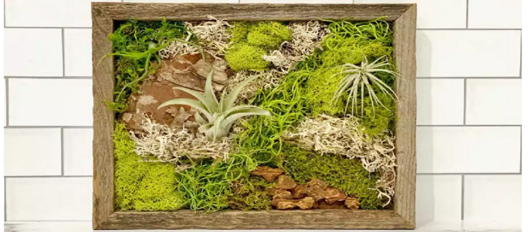 close up of a variety of mosses in a wood frame