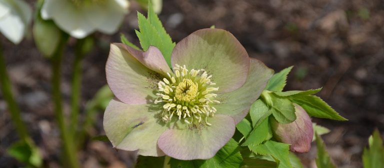 a close up image of a hellebore flower with green and pink petals