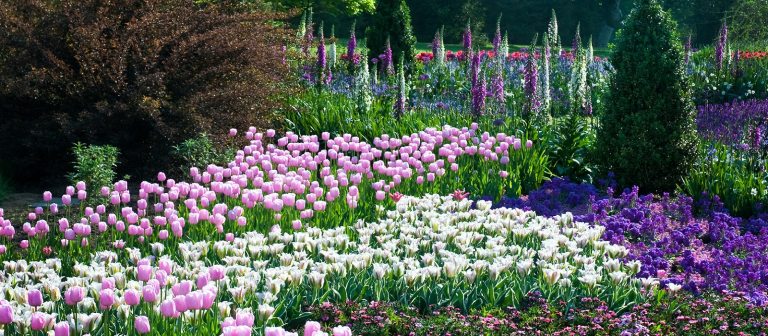 a flower garden of pink, white, and purple tulips