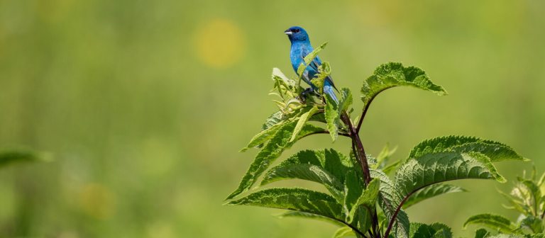 a blue indigo bunting sitting atop a plant with green grass behind it