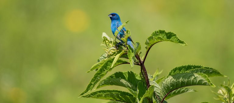 Indigo Bunting perches on a branch in the Meadow Garden