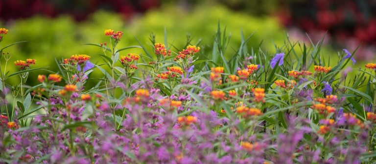 a bed of spring flowers in oranges, purples and greens