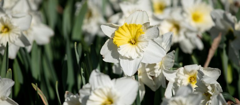 a close up image of a field of daffodils with white petals and a yellow center