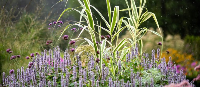 a close up image of purple flowers in the foreground and yellow in the background